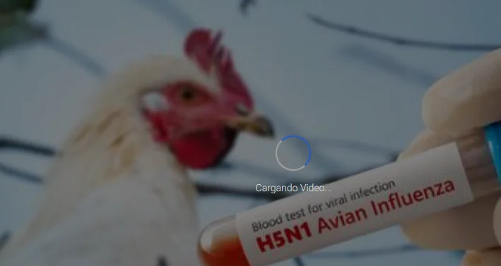 Gripe aviar en Estados Unidos: reportan caso grave en Louisiana