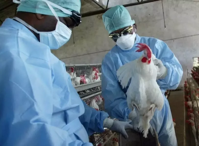 Primera muerte por influenza aviar H5N1 en EE. UU