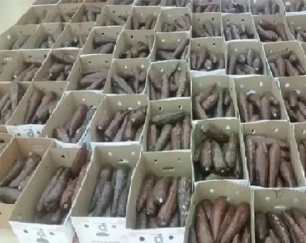 Desmantelan red de narcotráfico que ocultaba cocaína en cajas de yuca congelada