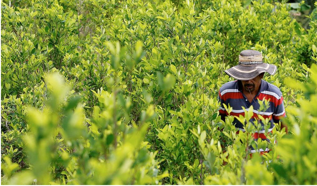 Colombia y Bolivia buscan despenalizar la hoja de coca ante la ONU