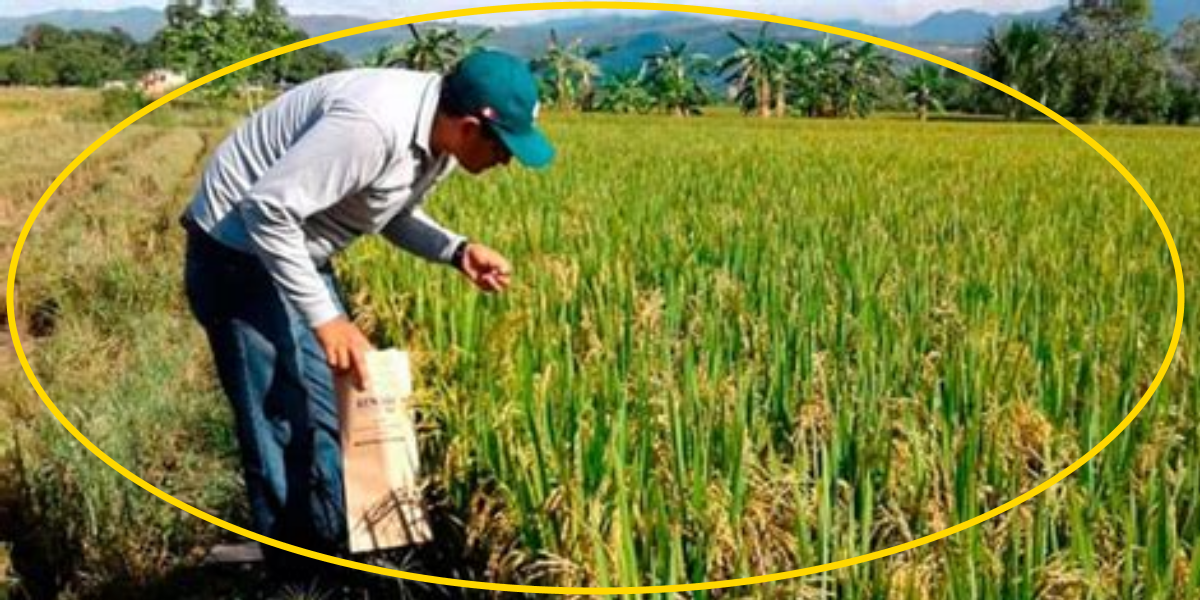 Arroceros del Noroeste alertan sobre crisis por entrada de arroz extranjero