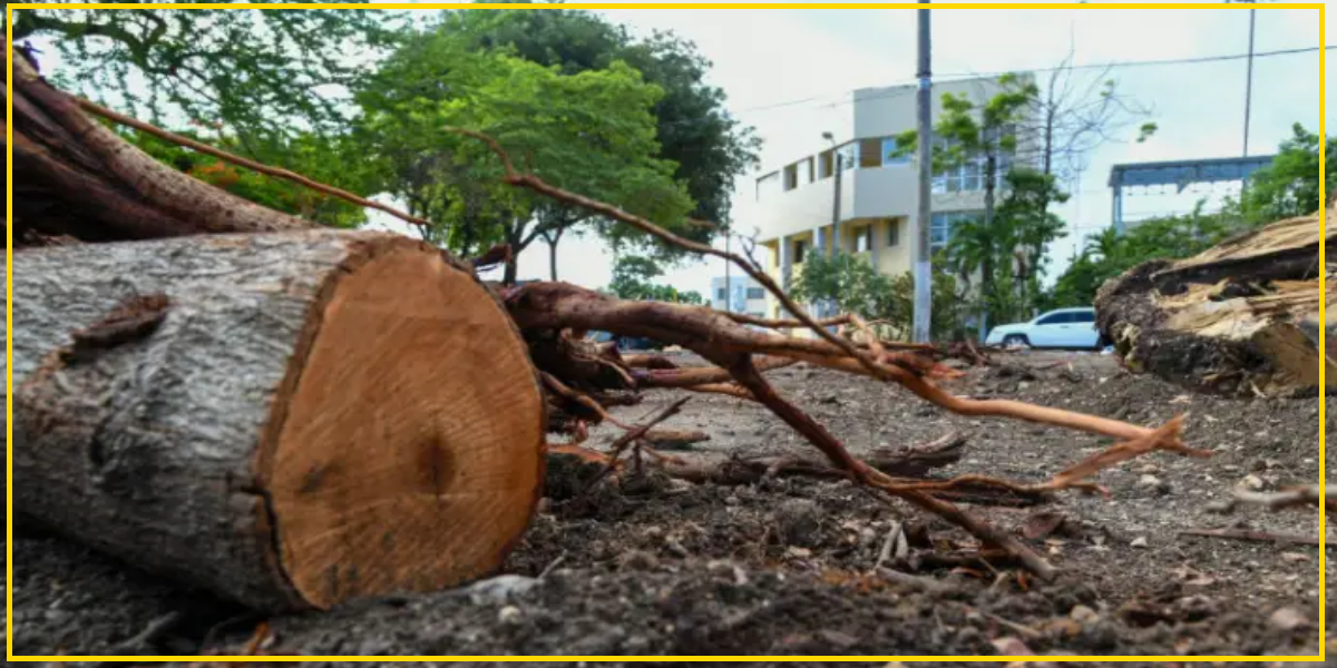 Autorizan corte de 901 árboles en el Centro Olímpico Juan Pablo Duarte