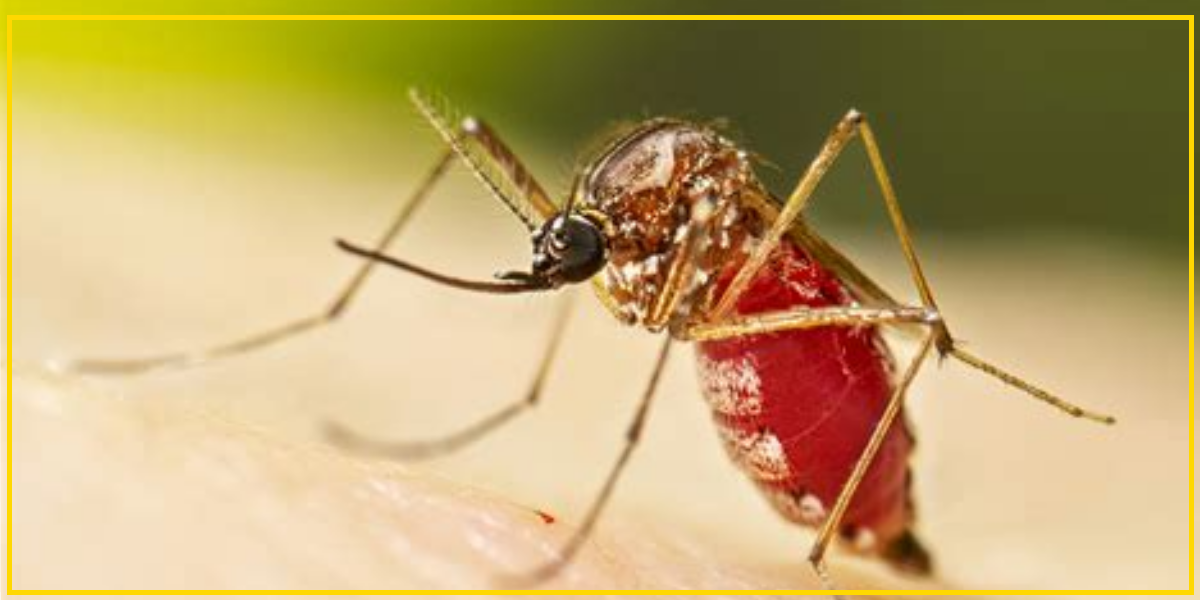 China activa emergencia por chikungunya: 7.000 infectados y contando