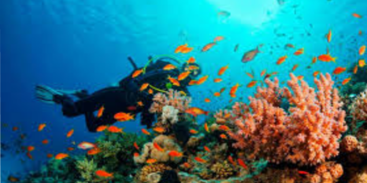 Parque Submarino La Caleta reabre